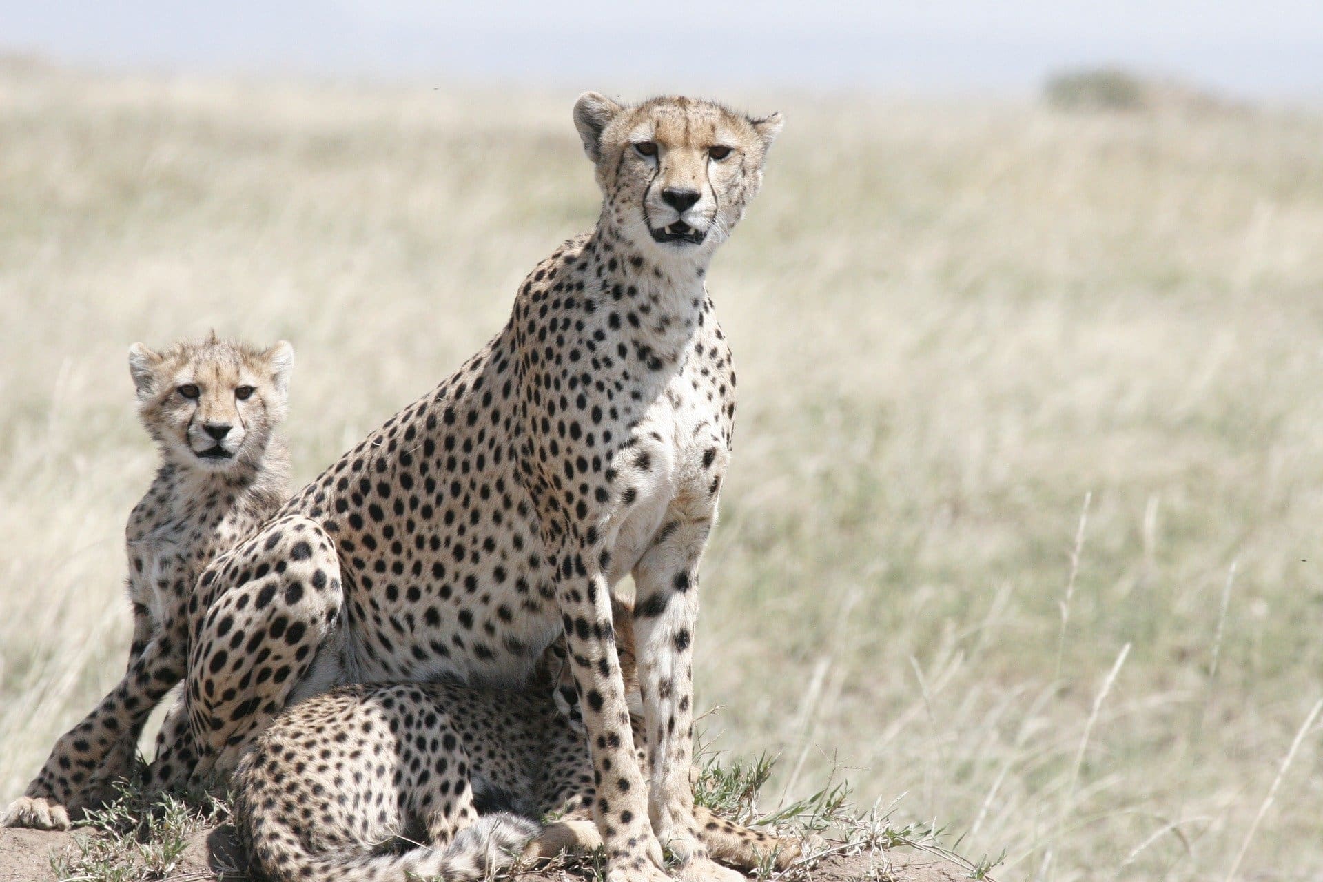 10 animals to look for in kruger national park